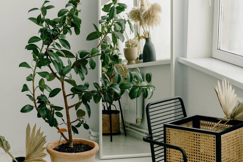 Los mejores chollos en decoración, orden y limpieza en casa antes de la fiesta de ofertas Prime de Amazon