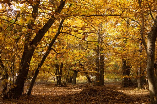 Compañeros de Ruta: un otoño de celebraciones de Halloween o de escapadas tranquilas 