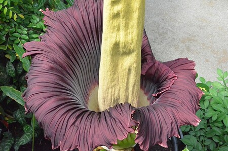 Estas son las plantas que más calor generan en el mundo, una propiedad muy rara en la flora