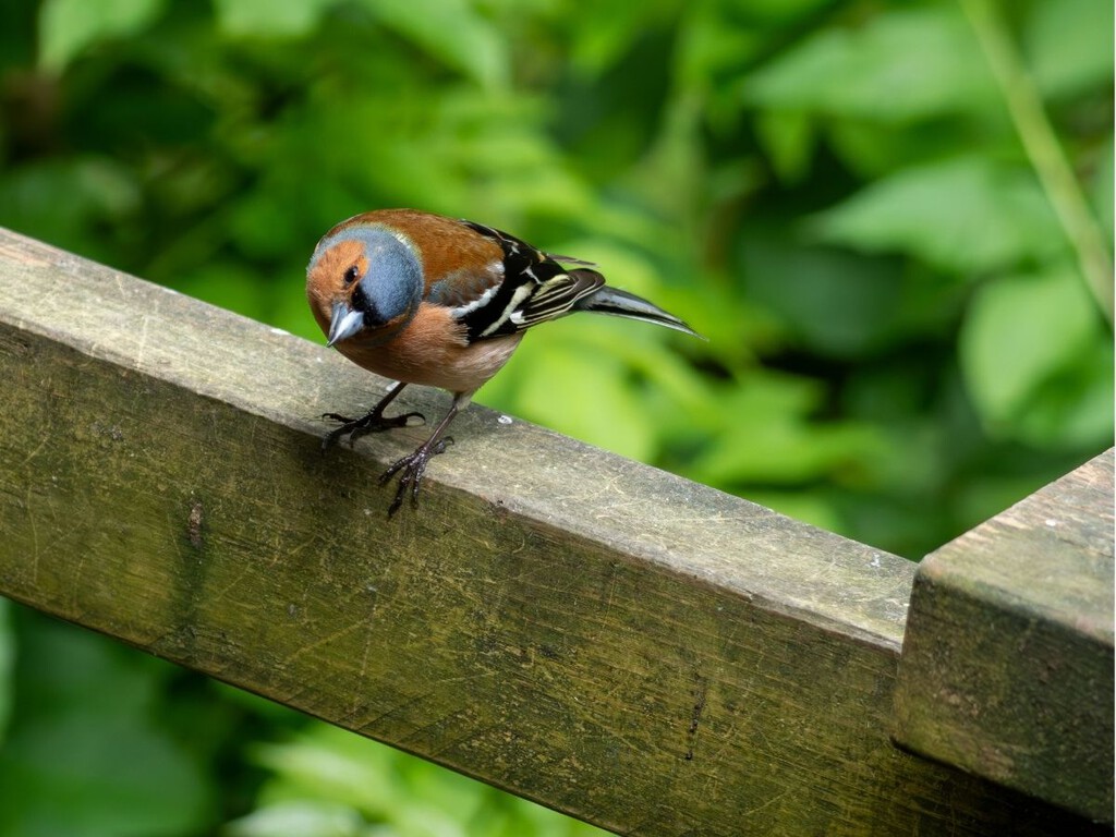 Así evitas que los pájaros defequen en tu patio: cinco formas rápidas y fáciles de mantener esta zona y sus muebles sin excrementos