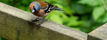 Así evitas que los pájaros defequen en tu patio: cinco formas rápidas y fáciles de mantener esta zona y sus muebles sin excrementos