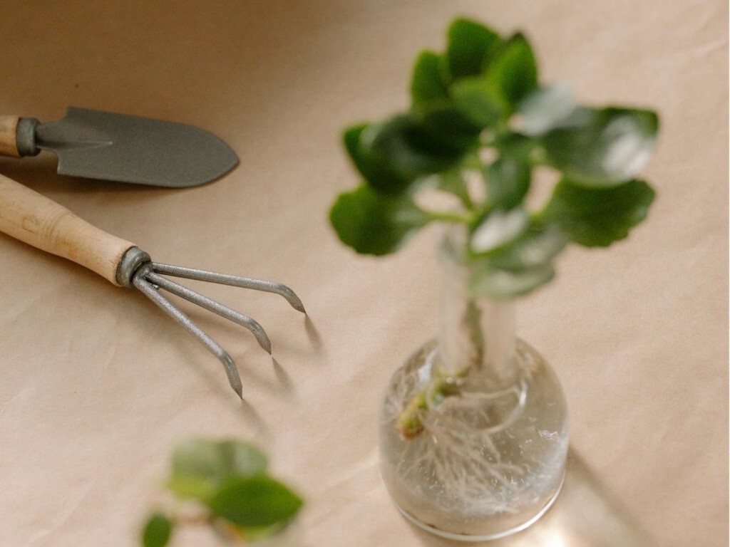 Cómo hacer esquejes en invierno: este método funciona incluso en época de reposo