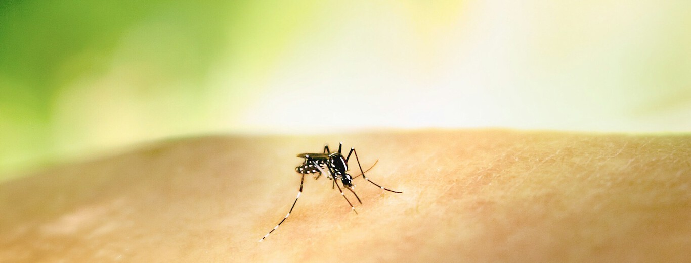 Adiós al mito de la "sangre dulce": la ciencia ya sabe por qué los mosquitos te acribillan a ti y no al de al lado