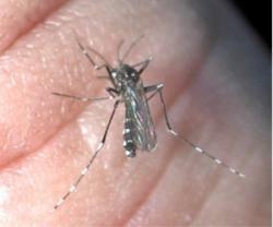 Quiz Genciencia: insectos gigantes