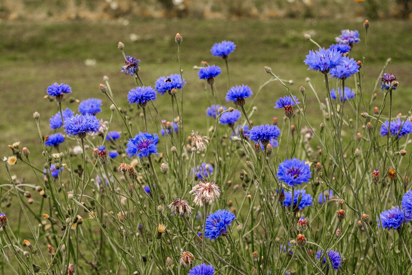 la-planta-silvestre-que-cada-vez-m-s-jardineros-recomiendan-para-el