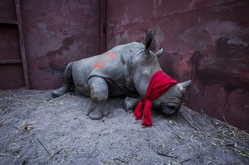 Estas son las 13 fotos más impresionantes de los finalistas de los Sony World Photography Awards 2018