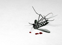 Un mosquito puede arruinar tu viaje