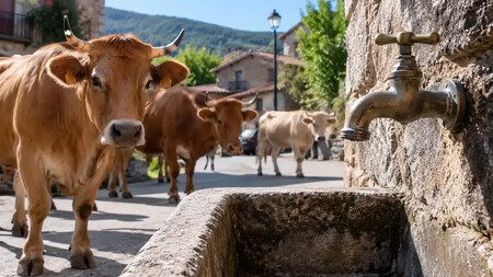 Vacas Locas