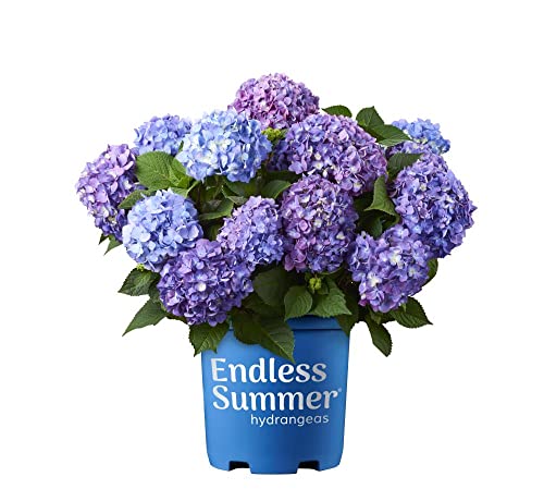 Hortensia Planta Natural de Grandes Flores Azules