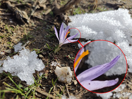 Detalle ampliado de una fotografía a 200 megapíxeles