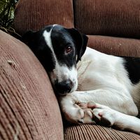 No basta con que tu casa sea tuya: los estatutos pueden prohibirte tener perro y es totalmente legal