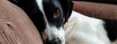 Tener perro en casa puede meterte en un lío con la comunidad: tus vecinos pueden prohibirte tener mascota y ser totalmente legal