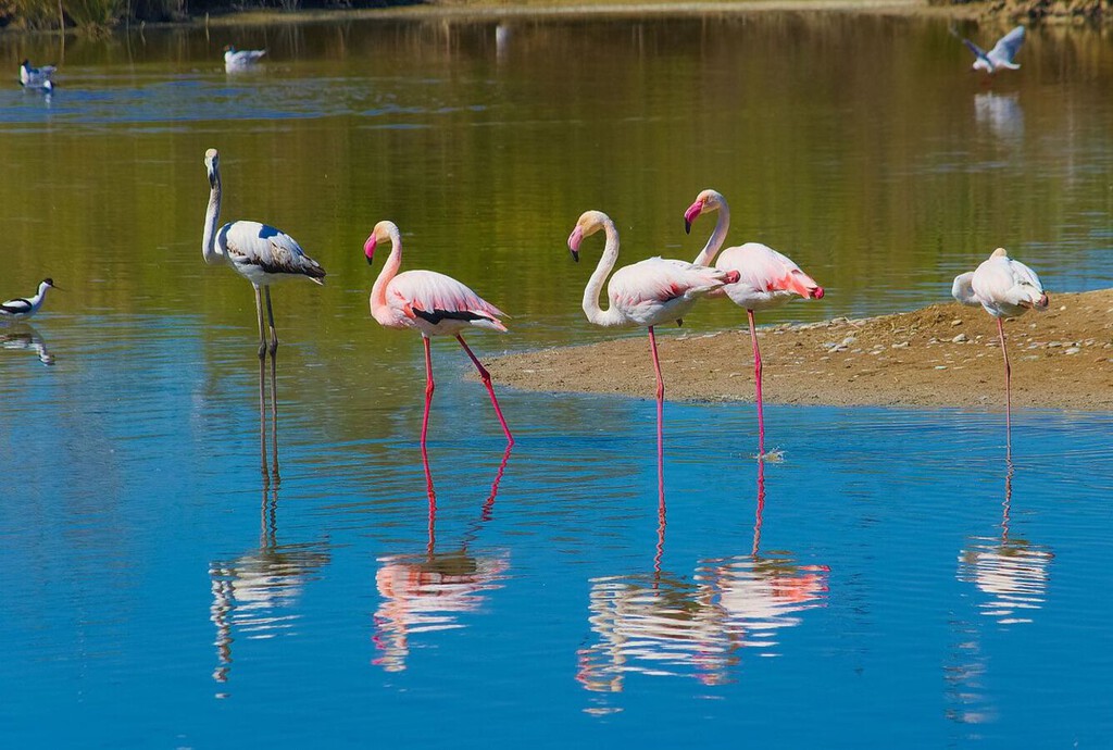 La Albufera de Valencia ha empezado a llenarse de cocodrilos hinchables. La culpa es de los flamencos