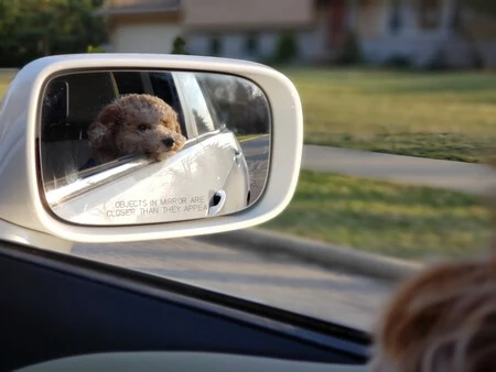 Cubrir el transportín, hablarles, alquilar una furgoneta... Dueños con muchos kilómetros hechos con sus mascotas nos cuentan cómo se lo montan para viajar en coche