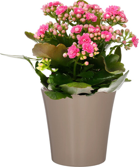 Kalanchoe
