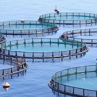 Canarias está empezando a pagar la devastadora factura de pescar unos peces para alimentar a otros en piscifactorías