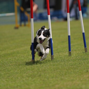 ¿No conoces el Agility? Así es el deporte canino más famoso del mundo 
