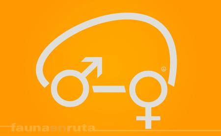 Ellas son así