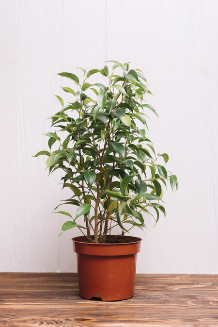 Concepto De Jardineria Con Plantas