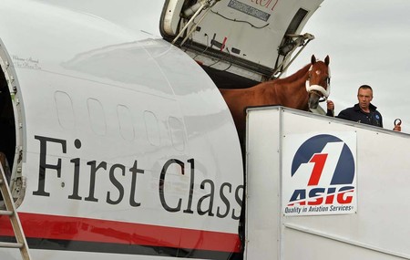 En esta aerolínea sólo viajarás si eres un caballo