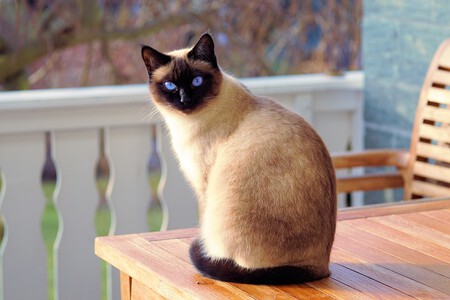 Gato Siames 1