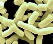 Posible relación entre la obesidad y los microorganismos digestivos