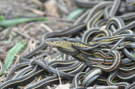 La obsesión por el sexo te mata, si eres esta especie de serpiente