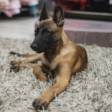 Amir Anwary, veterinario, sobre el pastor belga malinois: "No es un perro, es una máquina" 