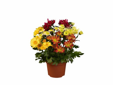 Crisantemo Bouquet Lidl