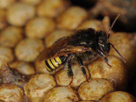 Adocante De Chocolate E Mel