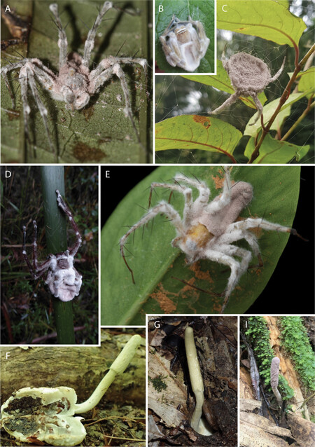 Aranha de alçapão infectada com o fungo zumbi.  Créditos:IMAMFUNGOS