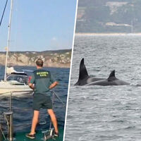 En Galicia el verano está trayendo algo más que turistas: barcos golpeados y en alerta por manadas de orcas