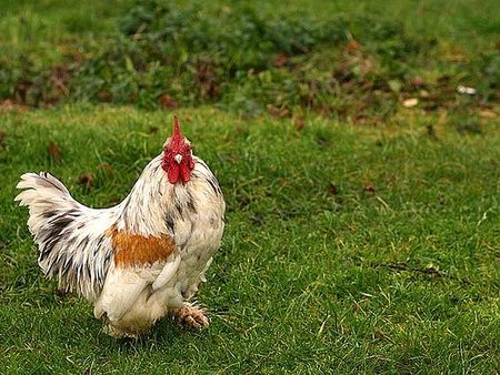 El alquilador de gallinas
