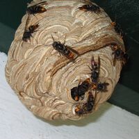 No son nidos de avispa normales. Cuidado si los ves cerca de casa, en la terraza o persiana, ya que son de avispa asiática
