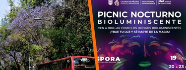 Albercas gratis, picnic nocturno, remate de libros y todos los planes gratis  de Semana Santa en la CDMX