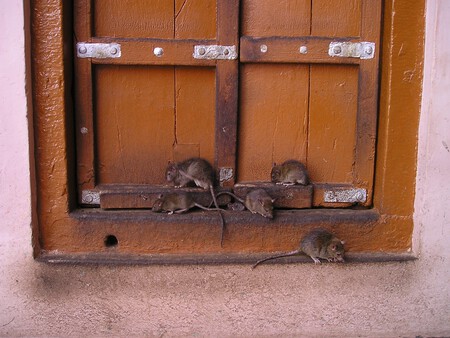 Ratas