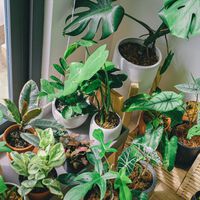 Los expertos coinciden: las puntas marrones en tus plantas son casi siempre un grito de auxilio por falta de agua 