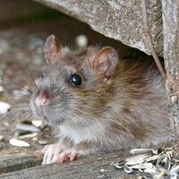 Los expertos en plagas coinciden: "La mejor forma de ahuyentar a las ratas en casa es cultivar estas plantas aromáticas"