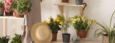 Seis plantas con flor fáciles de cuidar y que florecen casi todo el año