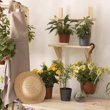 Seis plantas con flor fáciles de cuidar y que florecen casi todo el año