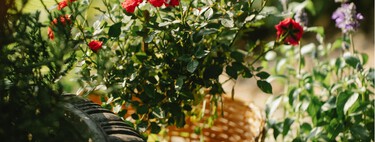Tres flores para sembrar en marzo y transformar la terraza en un pequeño jardín mediterráneo 