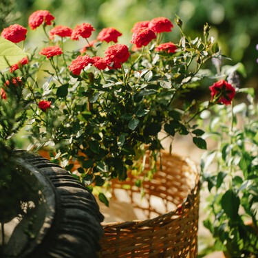 Tres flores para sembrar en marzo y transformar la terraza en un pequeño jardín mediterráneo 
