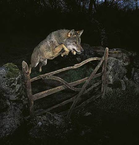 La foto del lobo de José Luis Rodríguez, cuestionada