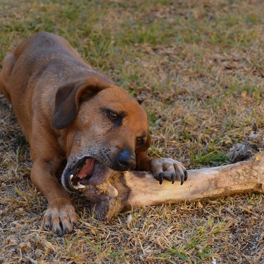 Que te quieran vender 'comida natural' para tu perro no garantiza que sea segura ni completa 