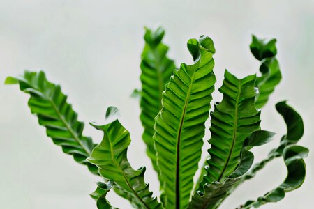 Pexels Hartonosbg 34974884