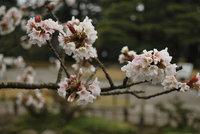 Calendario 2013 para contemplar los cerezos en flor en Japón 