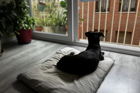 PERRO