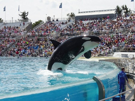 Orca Maltrato Animal