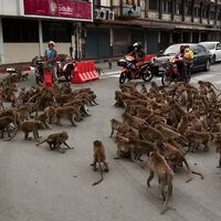 Una plaga de monos salvajes está atacando motoristas en marcha y cerrando tiendas. Este vídeo es la prueba