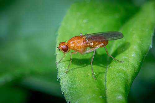 Truco para acabar con la mosca de la fruta
